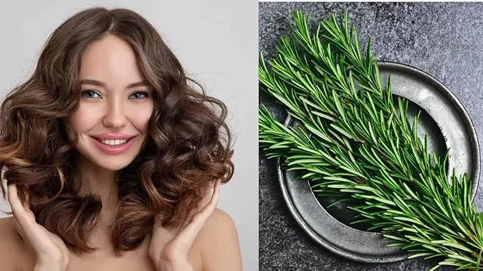 Rosemary Barij - Herbal Solution Oil (Original) Safwa Shop